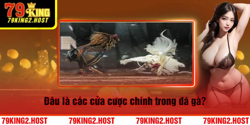 Đâu là các cửa cược chính trong đá gà?